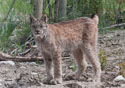 Lynx canadensis